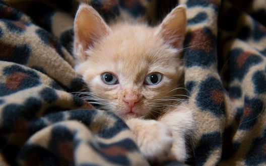 Обои на рабочий стол Рыжий котенок, укутанный в плед