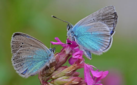 Обои бабочки эстетика голубые