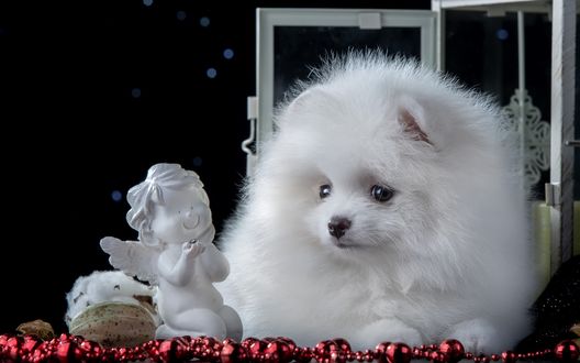 Обои на рабочий стол Маленький шпиц смотрит на фигурку ангелочка