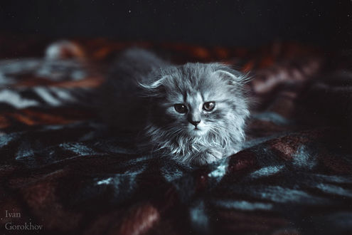 Обои на рабочий стол Маленький котенок лежит на постели, фотограф Ivan Gorokhov