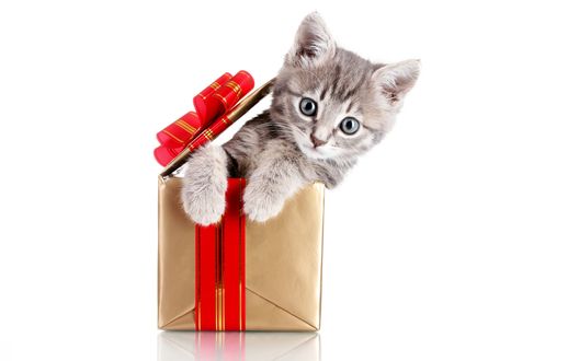 Обои на рабочий стол Котенок выглядывает из подарочной коробки