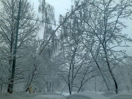 Обои на рабочий стол Укрытые снегом деревья стоят среди сугробов, фотограф Роман Фарбов