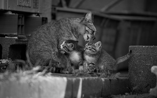 Обои на рабочий стол Кошка с котятами