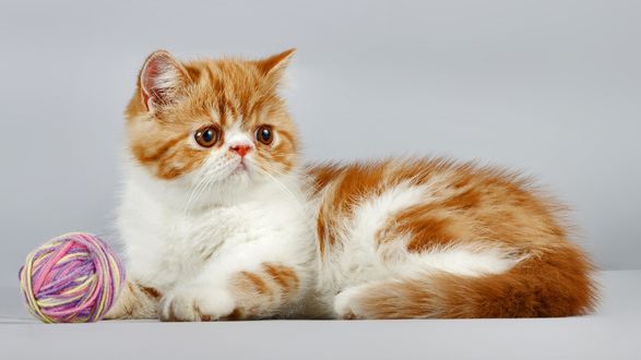 Обои на рабочий стол Персидский котенок на сером фоне