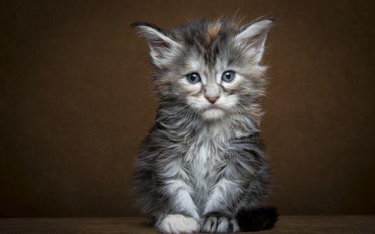 Обои на рабочий стол Котенок мэйн-кун на коричневом фоне
