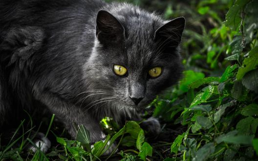 Обои на рабочий стол Серая кошка на природе