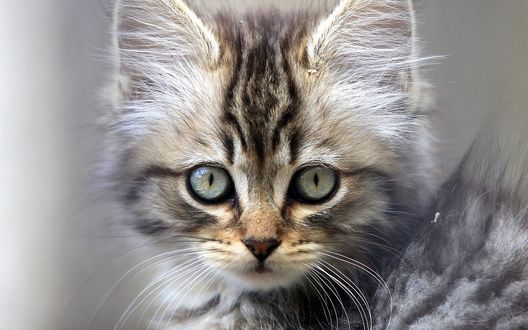 Обои на рабочий стол Мордочка полосатого котенка