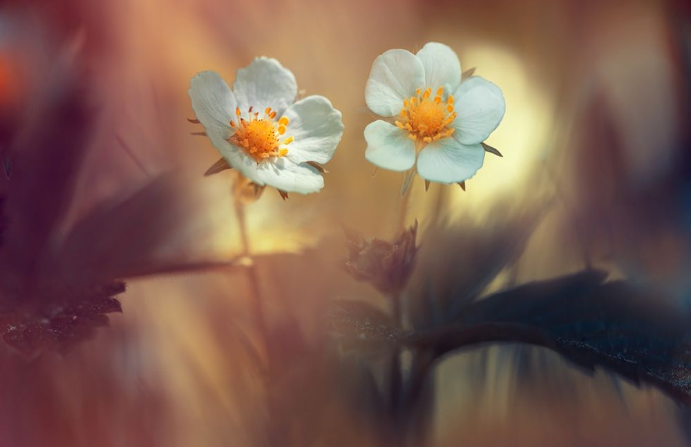 Обои для рабочего стола Белые цветы, by Magda Bognar