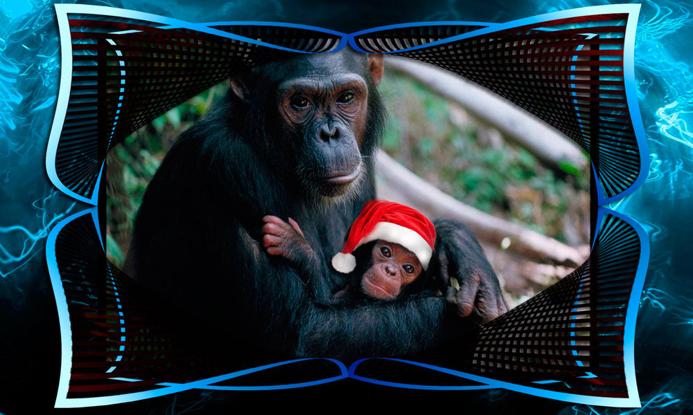 Обои для рабочего стола Мама обезъяна держит малыша в новогодней шапочке