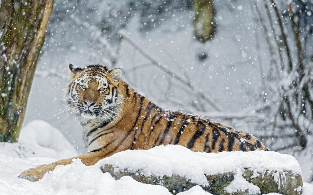 Обои для рабочего стола Тигр лежит на камне под падающим снегом
