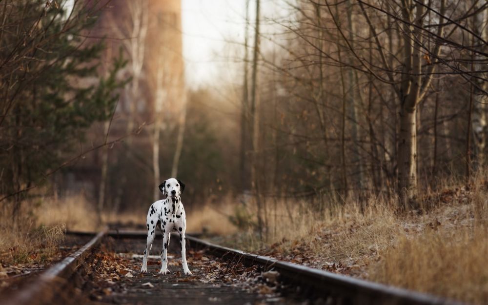 Обои для рабочего стола Далматин стоит на железной дороге в осеннем лесу