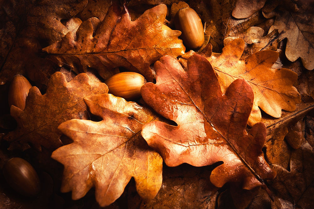 Фото Осенних Листьев Дуба