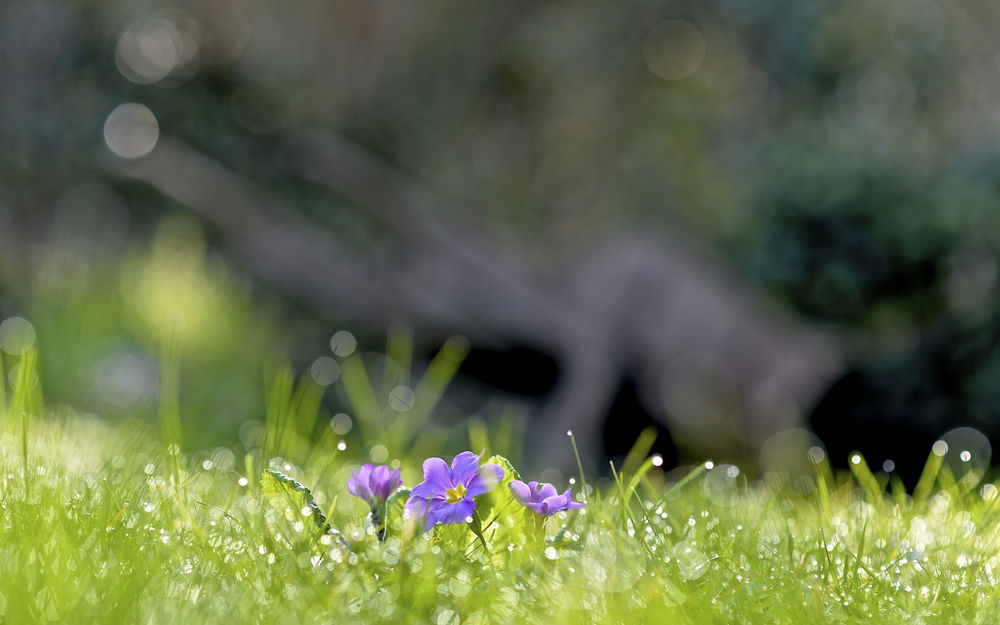 Обои для рабочего стола Полевые цветы в траве на размытом фоне