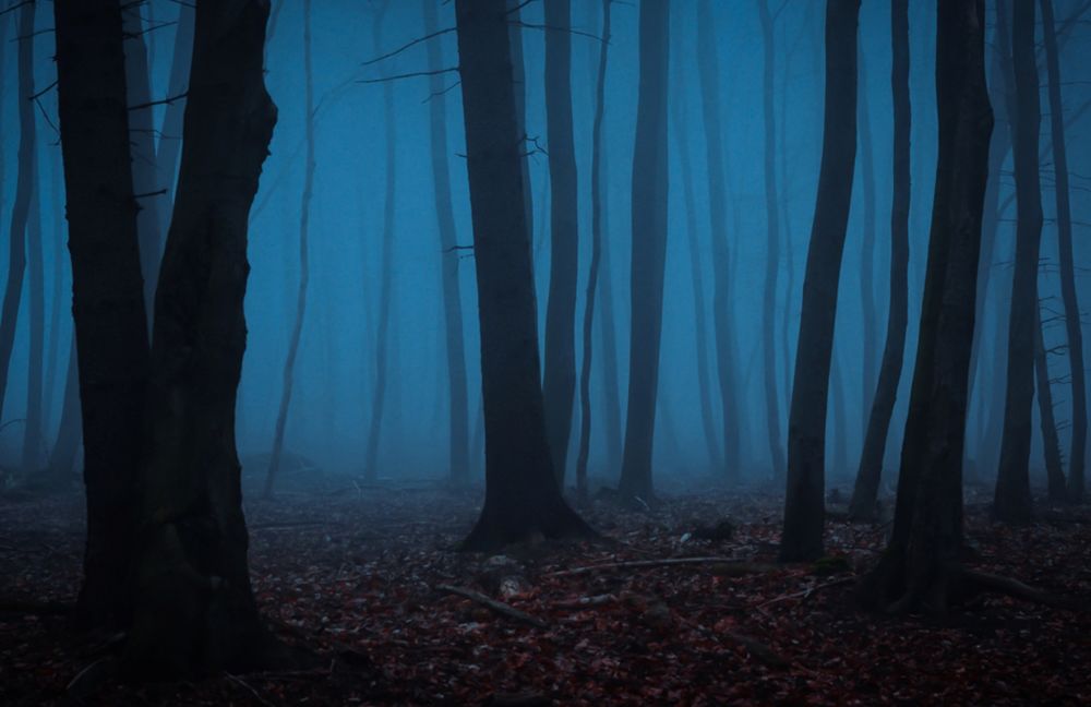 Обои для рабочего стола Осенний лес в тумане, by erynlasgalenphotoar