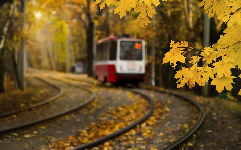 Обои для рабочего стола Электричка следует по маршруту, железнодорожные пути осыпаны желтыми листьями, на переднем плане ветка с листвой