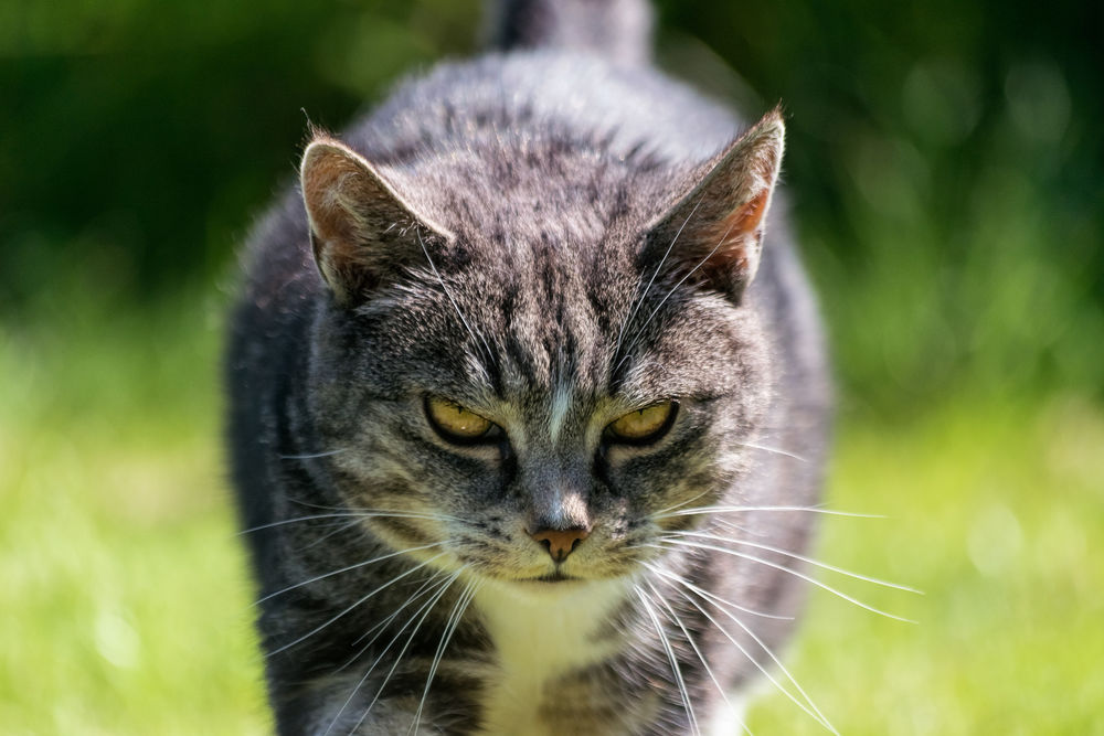 Обои для рабочего стола Очень серьезный кот на размытом фоне