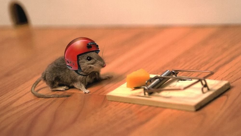Обои на рабочий стол Мышка в шлеме смотрит на сыр в мышеловке, обои для  рабочего стола, скачать обои, обои бесплатно