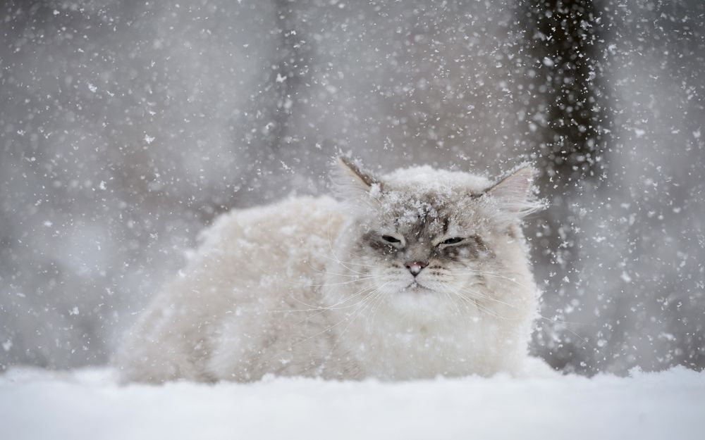 Кошка лежит под кроватью