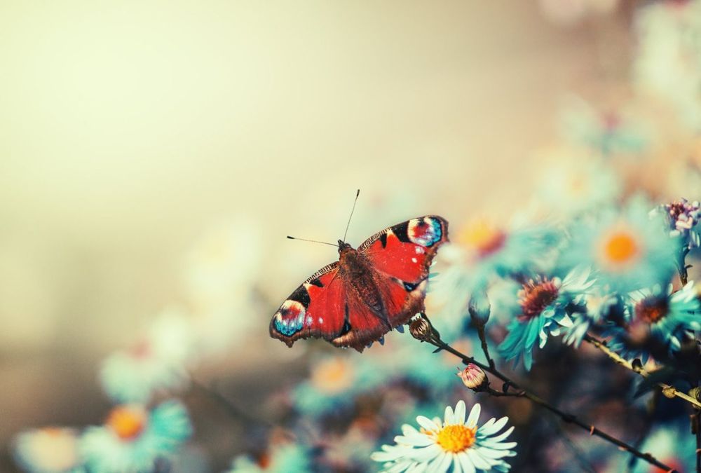 Обои для рабочего стола Бабочка на цветах, by CliffWFotografie