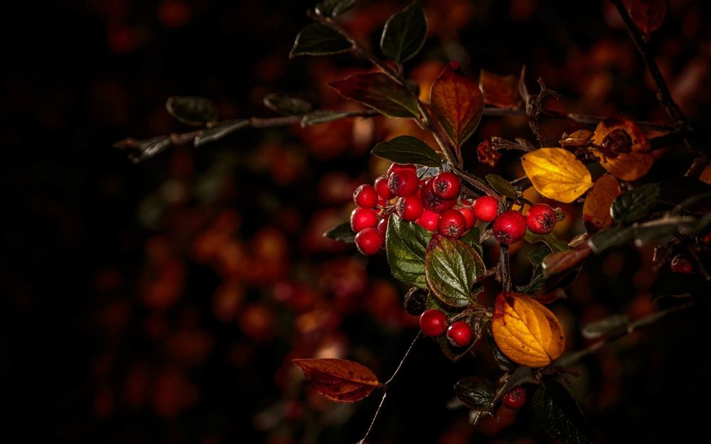 Обои для рабочего стола Красные плоды на ветке, среди зеленых листьев