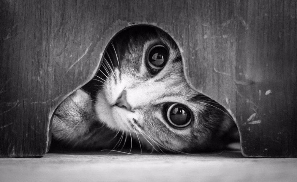 Обои для рабочего стола Мордочка котенка, который смотрит на нас через отверстие в деревянной двери