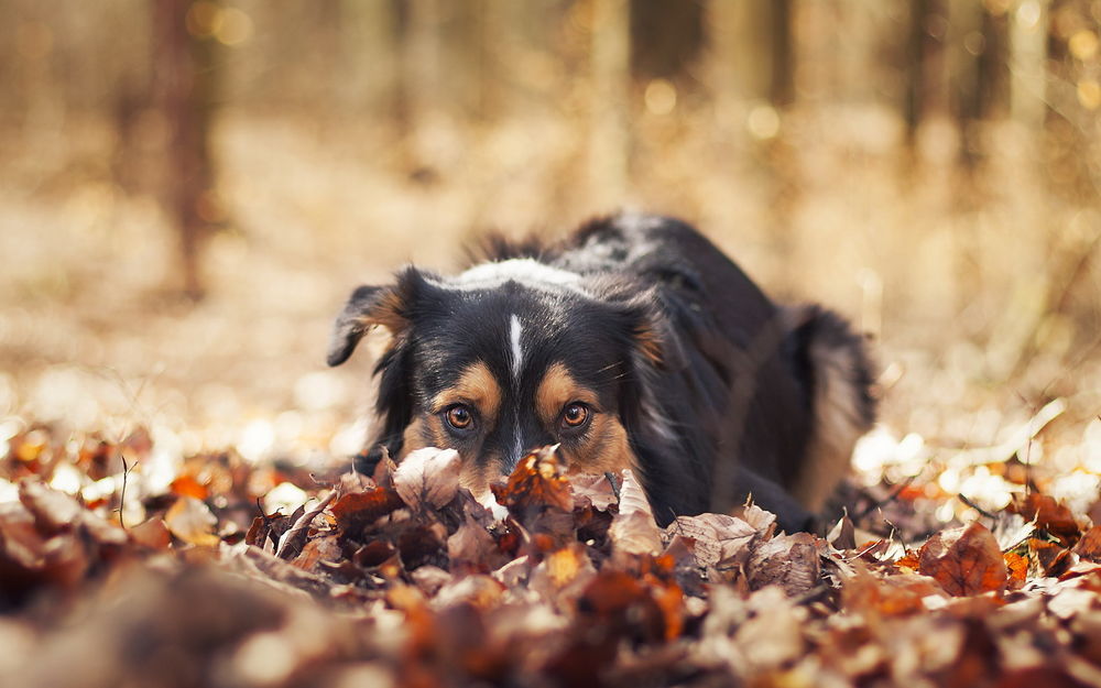 Обои для рабочего стола Собака лежит в осенних листьях