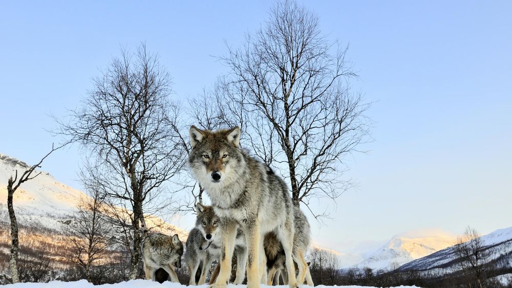 Обои для рабочего стола Волчица защищает своих волчат