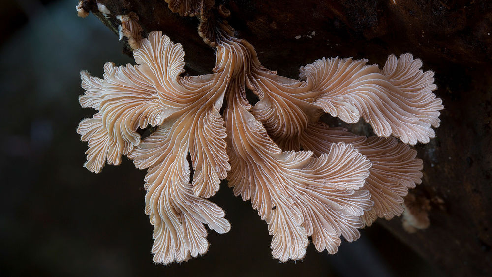 Обои для рабочего стола Schizophyllum commune / Щелелистник, один из самых красивых грибов в мире широко употребляется в пищу в Мексике и других тропических странах