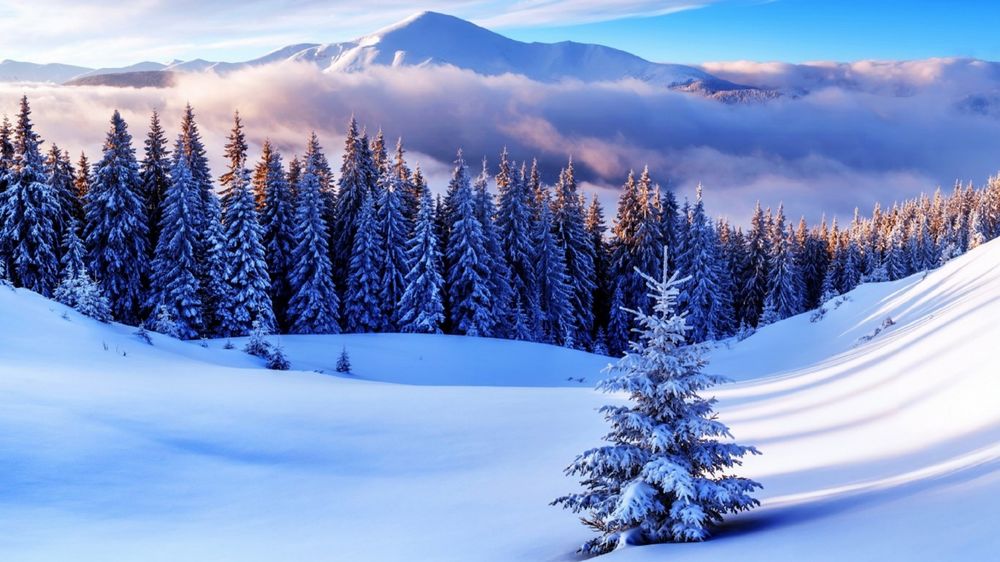 Обои для рабочего стола Ель на снегу на фоне ельника, гор и неба