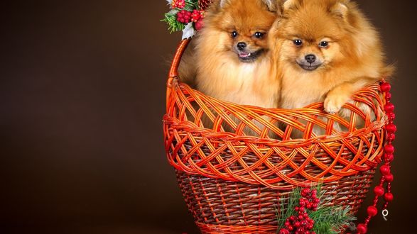 Обои на рабочий стол Рыжие песики в плетенной корзине