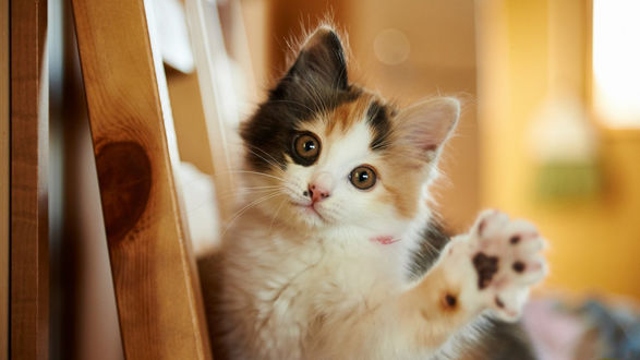 Обои на рабочий стол Котенок тянет лапу к камере