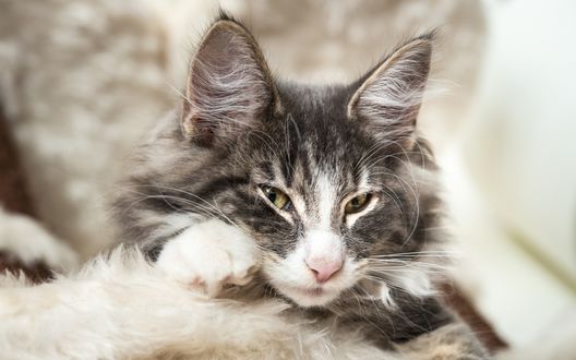 Обои на рабочий стол Норвежская лесная кошка