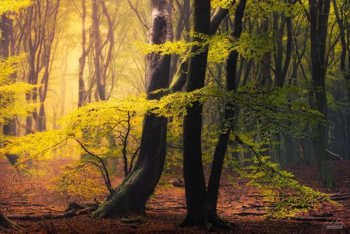 Обои на рабочий стол Осенний лес, ву Janek Sedlar
