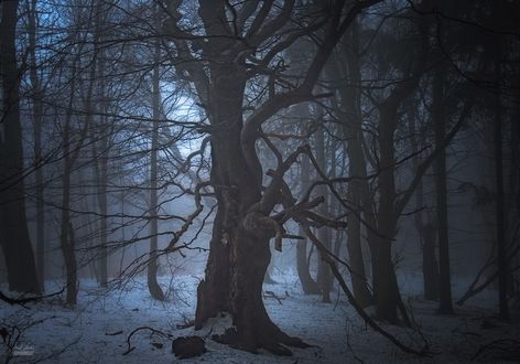 Обои на рабочий стол Зимний лес, ву Janek Sedlаr Photography