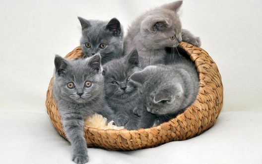 Обои на рабочий стол Дымчатые котята в плетенной корзинке