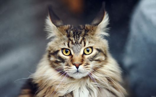 Обои на рабочий стол Кот породы мейн-кун