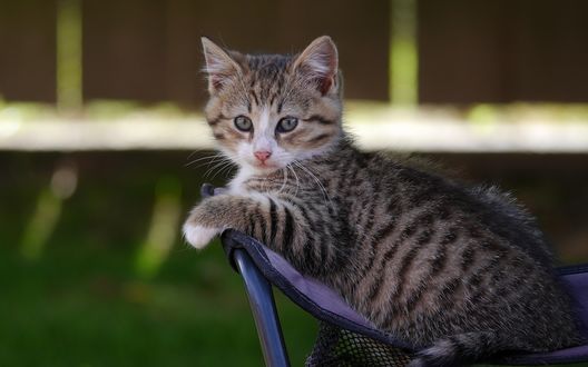 Обои на рабочий стол Полосатый котенок лежит на стуле