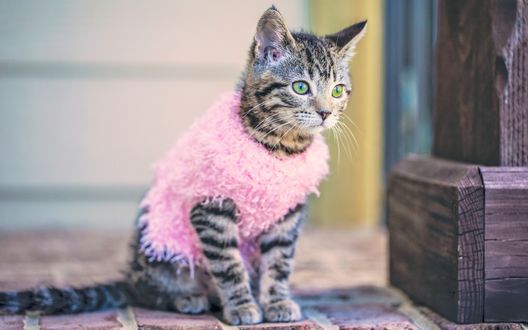 Обои на рабочий стол Полосатый котенок в розовой кофточке