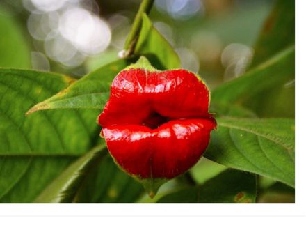 Обои на рабочий стол Цветок в форме алых женских губ — psychotria elata или же Психотрия возвышенная. Этот соблазнительный цветок растет в лесах Центральной и Южной Америки