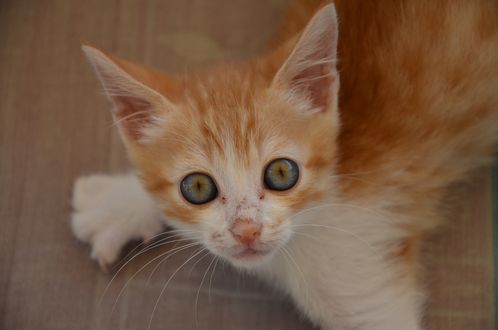Обои на рабочий стол Напуганный рыжий котенок