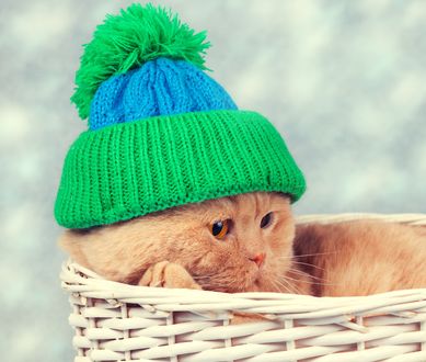 Обои на рабочий стол Рыжий котик в шапке лежит в корзине