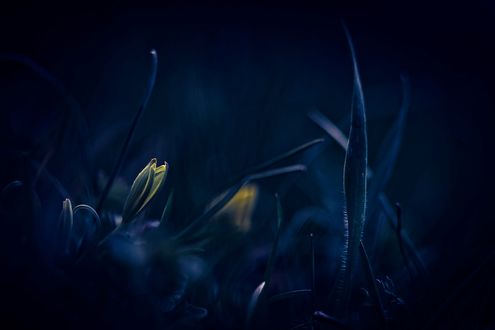 Обои на рабочий стол Работа Blue mood / плохое настроение, желтый цветок в траве, фотограф Gabriel Prescornita