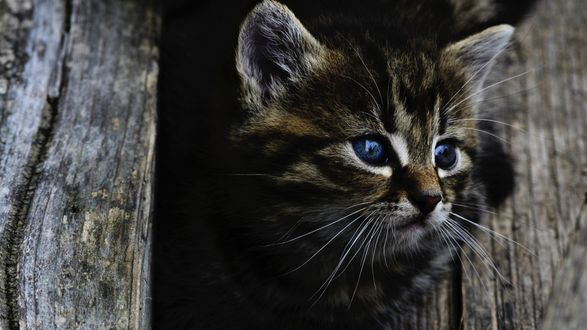 Обои на рабочий стол Полосатый котенок смотрит в сторону