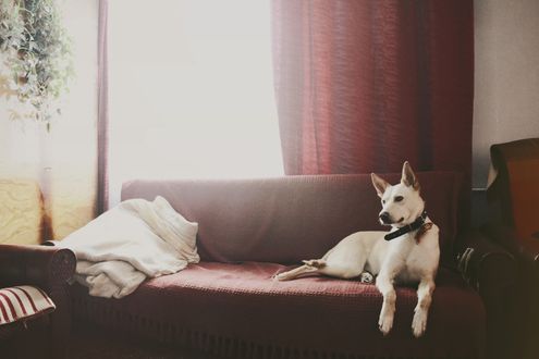 Обои на рабочий стол Пес лежит на диване, by Iliketobeweird