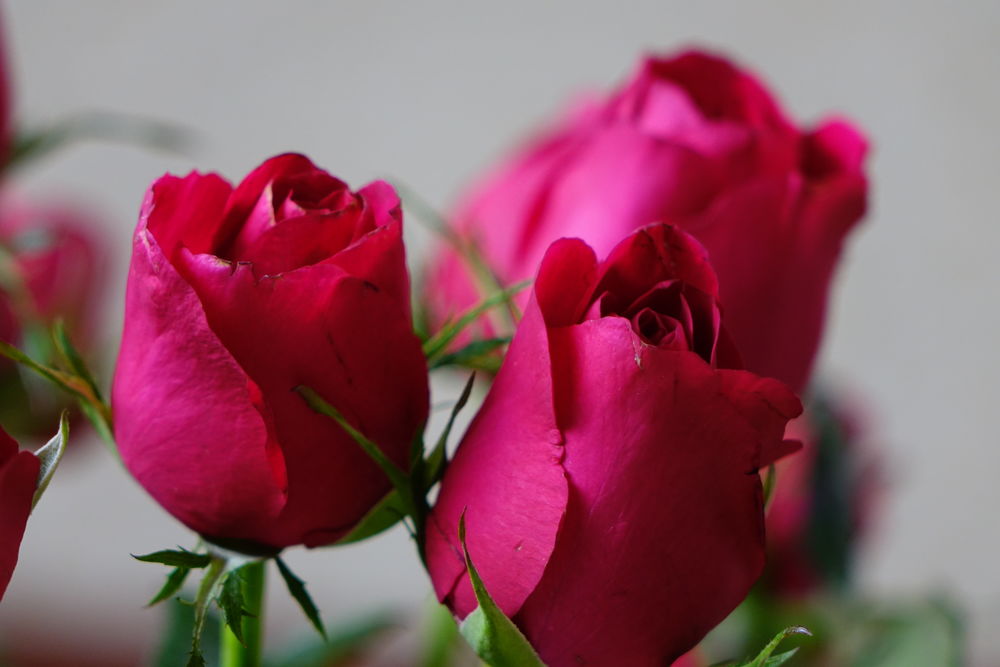Обои для рабочего стола Розовые розы на светлом фоне