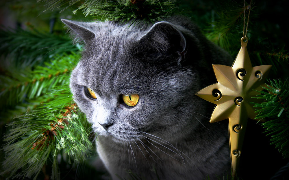 Обои для рабочего стола Серый кот сидит под новогодней елкой