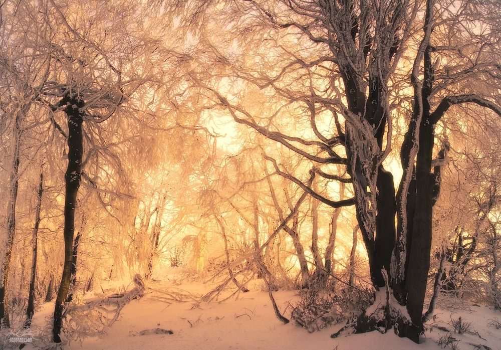 Обои для рабочего стола Утро в зимнем лесу, ву Janek Sedlаr Photography