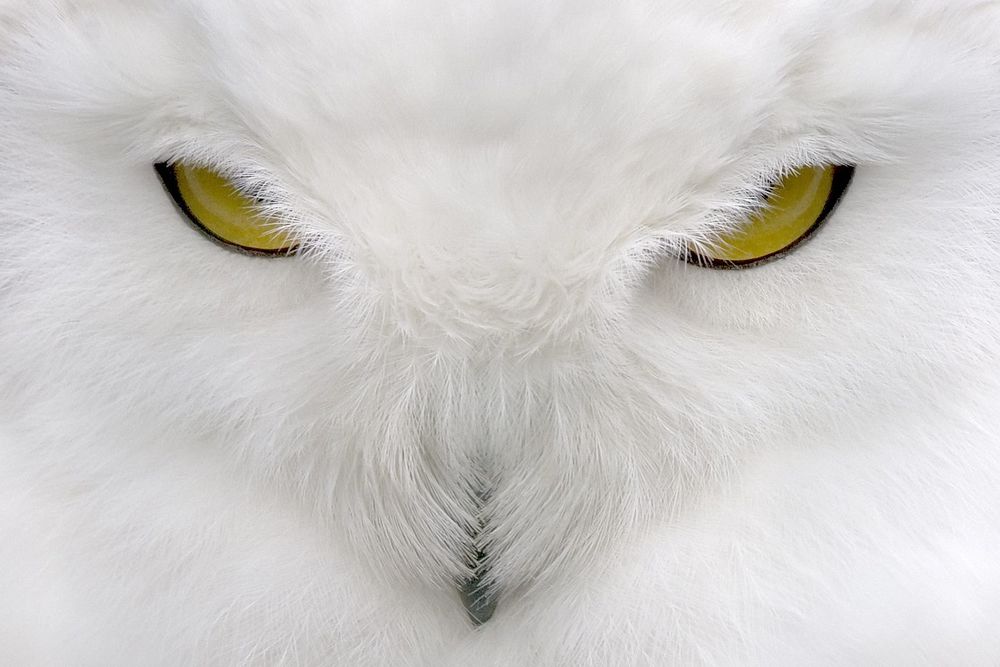 Обои для рабочего стола Взгляд желтых глаз полярной белой совы