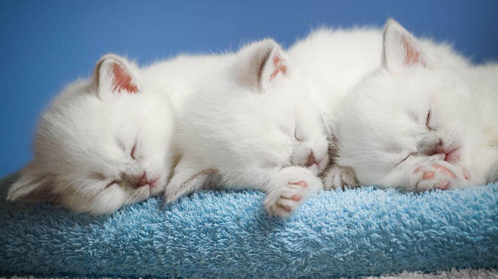 Обои для рабочего стола Белые котята спят на голубой подстилке