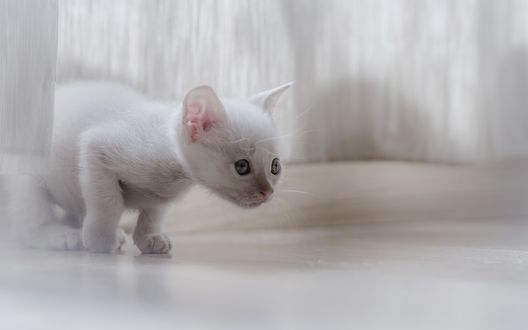 Обои на рабочий стол Котенок настороженно смотрит перед собой